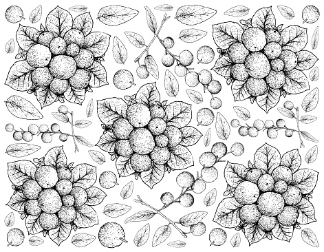 Online coloring book: Aronia antistress coloring book